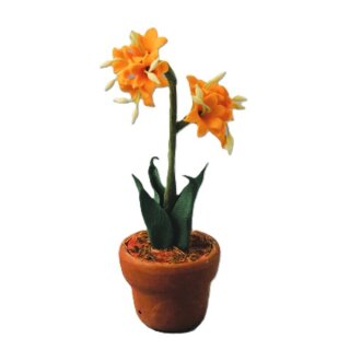 Amaryllis