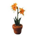 Amaryllis