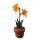 Amaryllis