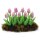 Tulpen rosa im Beet