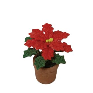 Weihnachtsstern Poinsettia