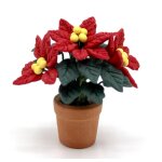 Weihnachtsstern Poinsettia