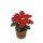 Weihnachtsstern Poinsettia