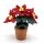 Weihnachtsstern Poinsettia