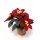 Weihnachtsstern Poinsettia