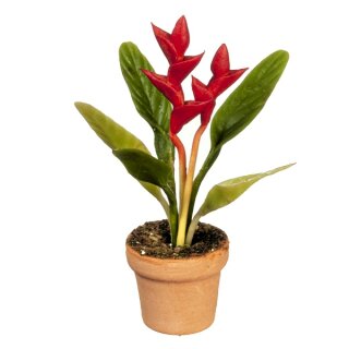 Grünpflanze Paradiesvogelblume