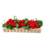 Blumenkasten Geranien