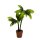 Grünpflanze Palme 8 cm