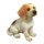 Hund Beagle sitzend