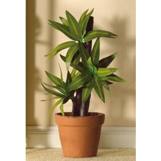 Große Grünpflanze Yucca