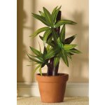 Große Grünpflanze Yucca