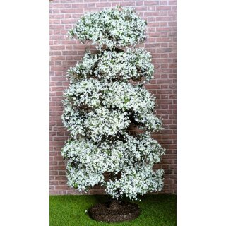 Baum weiß blühend 20 cm