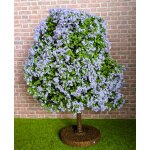 Baum flieder blühend 16 cm