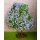 Baum flieder blühend 16 cm
