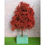 Baum Japanischer Ahorn 16 cm