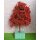 Baum Japanischer Ahorn 16 cm