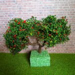 Baum Apfelbäumchen 9,5 cm