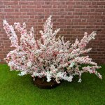 Strauch Weigela Busch 8 cm