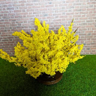 Strauch Forsythia Busch 9 cm