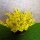 Strauch Forsythia Busch 9 cm