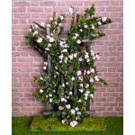 Kletterrose am Zaun