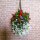 Blumenampel Mix
