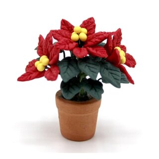 Weihnachtsstern Poinsettia