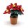 Weihnachtsstern Poinsettia