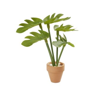 Grünpflanze Monstera