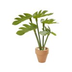 Grünpflanze Monstera