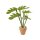 Grünpflanze Monstera