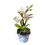 Große Orchidee