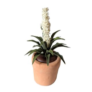 Grünpflanze Yucca
