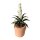 Grünpflanze Yucca
