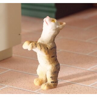 Katze Hungry Harry
