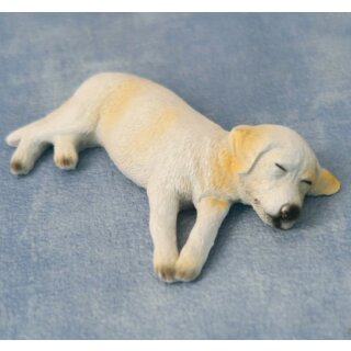 Hund Schlafender Labrador