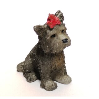 Hund Yorkshire Boo