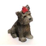Hund Yorkshire Boo